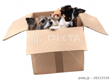 three chihuahua in the paper box three chihuahua in the paper box 26213530