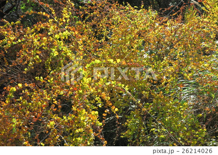 紅葉 マルバハギ 府民の森星田園地 大阪府交野市の写真素材 26214026 Pixta
