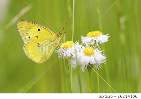 モンキチョウ 26214106