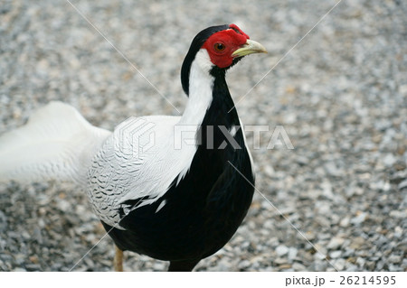 ハッカン ハッカン 26214595