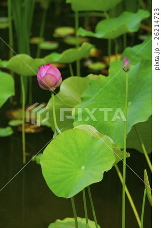 蓮 蓮 26214723