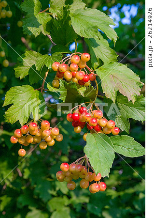 Close up of bunches of red berry of Guelder rose  26214926