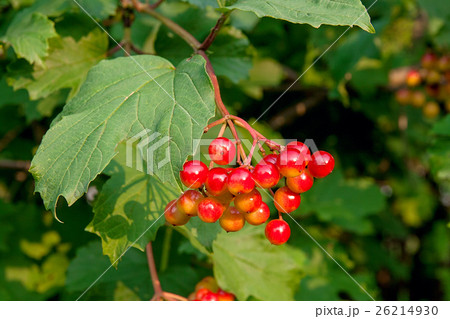Close up of bunches of red berries of Guelder Rose Close up of bunches of red berries of Guelder Rose 26214930