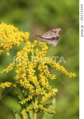 テングチョウ テングチョウ 26215444