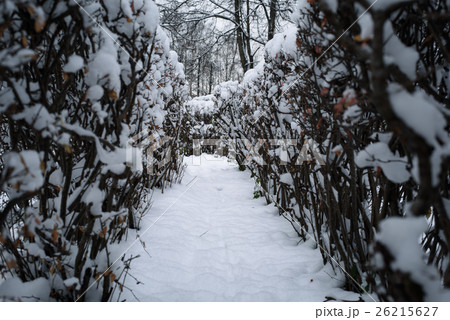 Christmas mysterious winter snowy road between the 26215627