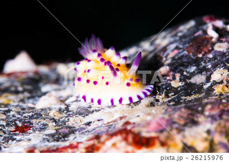 レンゲウミウシ 26215976