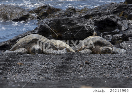 ウミガメの甲羅干し プナルウ黒砂海岸 ハワイ島 の写真素材