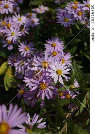 紫苑の花 紫苑の花 26216360