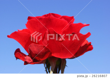 情熱の赤い薔薇 情熱の赤い薔薇 26216807