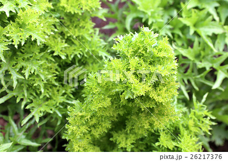 わさび菜 26217376