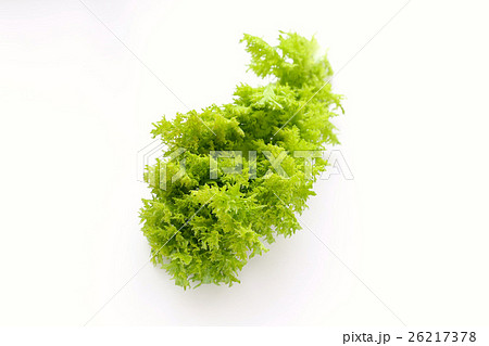 わさび菜 わさび菜 26217378