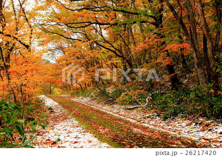 紅葉と落ち葉と雪と苔むす小径 26217420