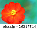 コスモス 26217514