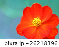 コスモス 26218396