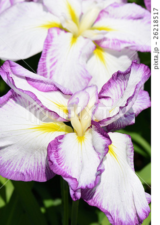 菖蒲の花 26218517
