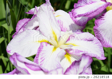 菖蒲の花 26218518