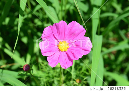コスモスの花 26218526