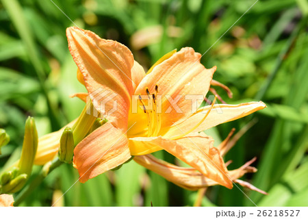 ユリの花 26218527