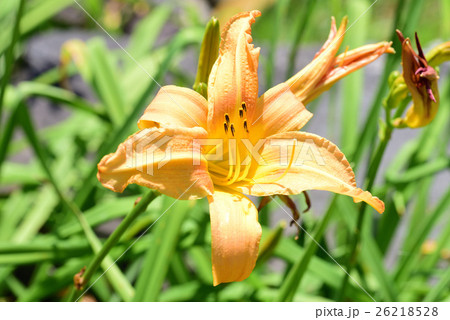 ユリの花 26218528
