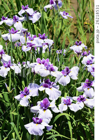 菖蒲の花 26218531