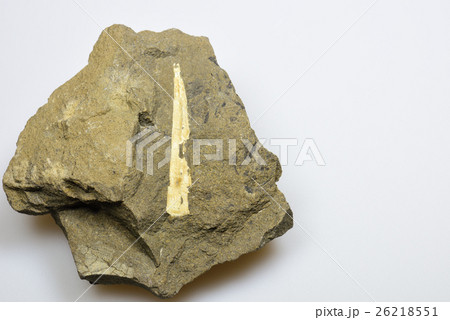 貝の化石 26218551