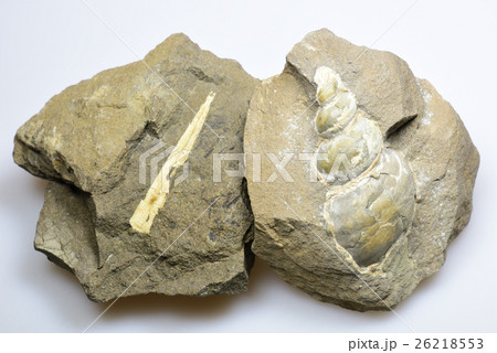 貝の化石 貝の化石 26218553
