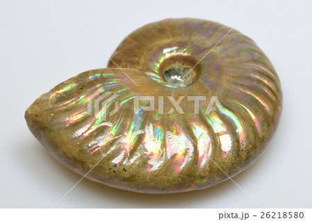 アンモナイト化石 26218580