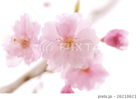 しだれ桜 26218621