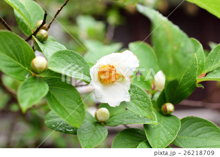 沙羅の花 沙羅の花 26218709