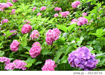 紫陽花 26218716