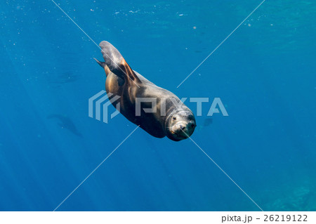 dangerous male sea lion coming to attack you dangerous male sea lion coming to attack you 26219122