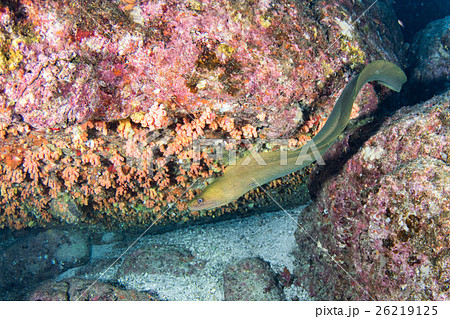 green Eel mooray portrait close up detail swimming outside nest green Eel mooray portrait close up detail swimming outside nest 26219125