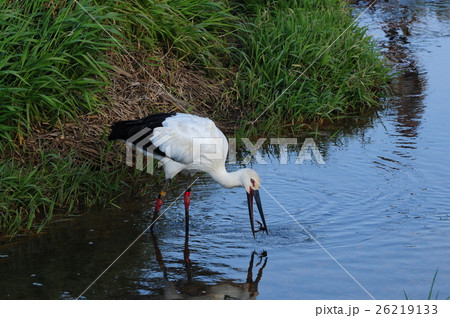 コウノトリ 26219133