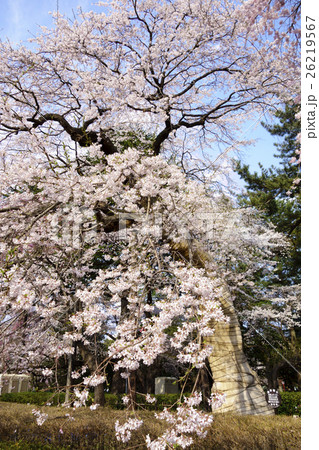 保存樹木となっている樹齢約280年のシダレザクラ枝垂桜が春の陽気で満開の仙台市都心部の榴岡公園 26219567