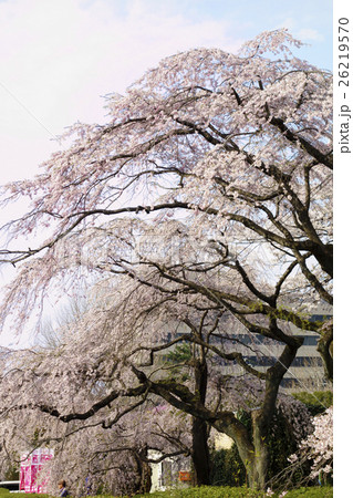 保存樹木となっている樹齢約280年のシダレザクラ枝垂桜が春の陽気で満開の仙台市都心部の榴岡公園 保存樹木となっている樹齢約280年のシダレザクラ枝垂桜が春の陽気で満開の仙台市都心部の榴岡公園 26219570