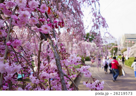 伊達家の桜と言われる八重咲きのヤエベニシダレ八重紅枝垂が満開で花見客で賑わう仙台市都心部の榴岡公園の写真素材