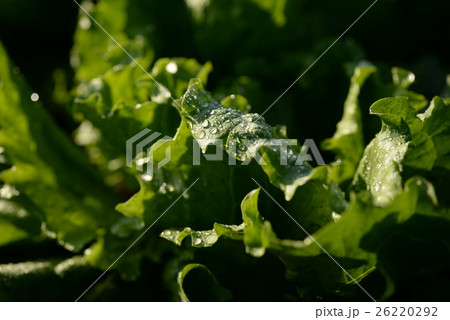 レタス レタス畑 栽培 農業 食材 新鮮 有機野菜 オーガニック 水滴 雫 食物繊維 の写真素材