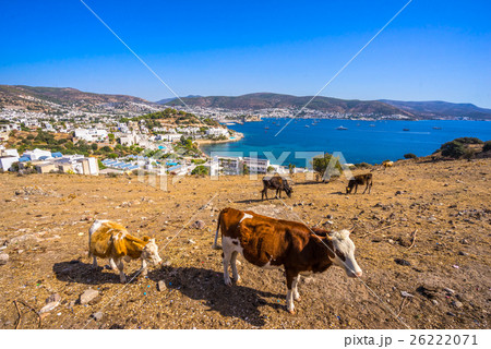 Bodrum Castle and Marina with cows, Mugla, Turkey Bodrum Castle and Marina with cows, Mugla, Turkey 26222071