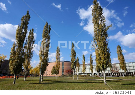 札幌コンベンションセンター広場とポプラ 26223041