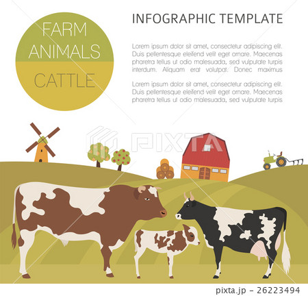 Cattle farming infographic. Cow, bull, calf family 26223494