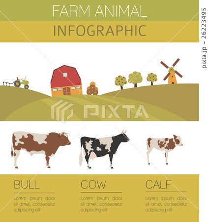 Cattle farming infographic. Cow, bull, calf family 26223495