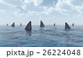 Group of great white sharks 26224048