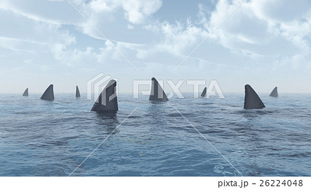 Group of great white sharks Group of great white sharks 26224048