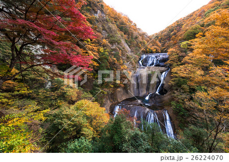 袋田の滝の紅葉 26224070