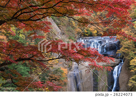 袋田の滝の紅葉 26224073
