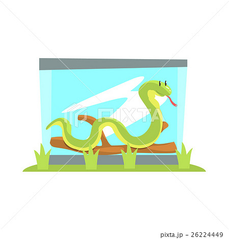 Long Boa Snake In Glass Snake Terrarium In The Zoo 26224449