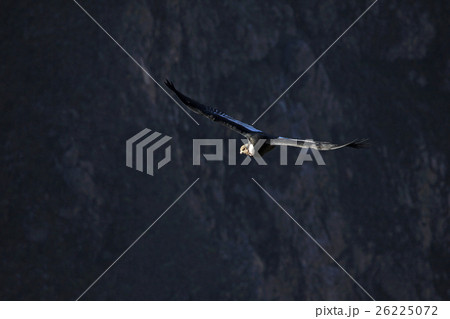 Male adult condor flying in canyon Male adult condor flying in canyon 26225072
