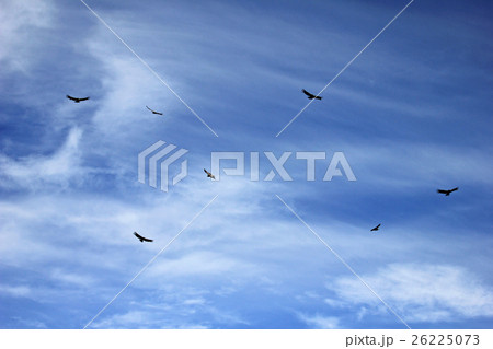 Seven andean condors soaring Seven andean condors soaring 26225073