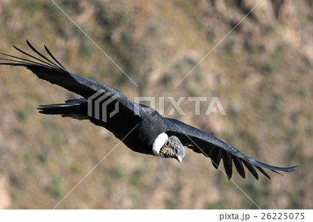 Male andean condor flying close 26225075