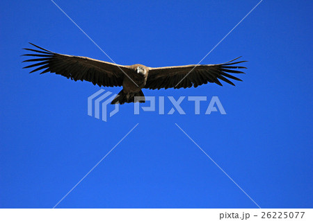Young male andean condor flying close Young male andean condor flying close 26225077
